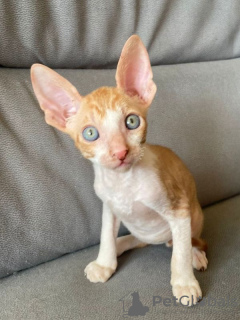 Photo №1. cornish rex - for sale in the city of Vienna | 317$ | Announcement № 88502