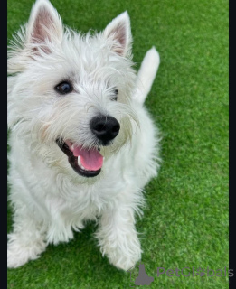 Photo №4. I will sell west highland white terrier in the city of Brighton and Hove. breeder - price - 550$