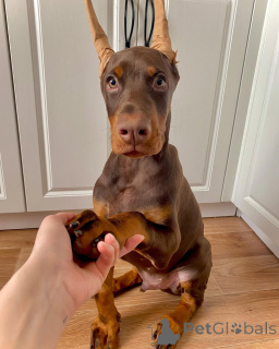 Photo №1. dobermann - for sale in the city of Гамбург | 894$ | Announcement № 138743