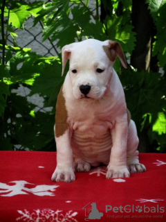 Photo №2 to announcement № 102378 for the sale of american staffordshire terrier - buy in Serbia 