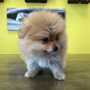 Photo №2 to announcement № 177770 for the sale of pomeranian - buy in Netherlands private announcement