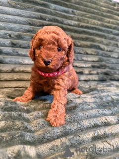Photo №2 to announcement № 133677 for the sale of poodle (dwarf) - buy in United States private announcement