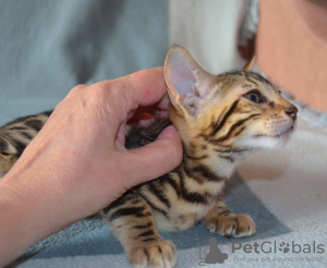Photo №4. I will sell bengal cat in the city of Yekaterinburg. from nursery - price - 558$