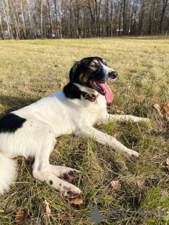 Additional photos: Mega-positive dog Vasily is in good hands