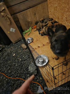 Photo №3. Highland sheppards puppies!!!..whatsapp me at 44 7453 907158. United Kingdom