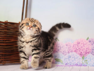 Photo №2 to announcement № 6236 for the sale of scottish fold - buy in Moldova from nursery