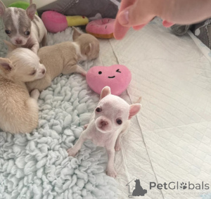 Photo №1. chihuahua - for sale in the city of Bournemouth | negotiated | Announcement № 160521