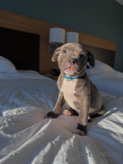 Photo №1. staffordshire bull terrier - for sale in the city of Berlin | negotiated | Announcement № 177906