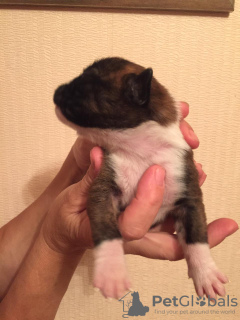 Additional photos: German boxer puppies for sale