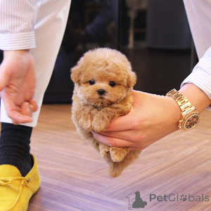 Photo №1. poodle (toy) - for sale in the city of Los Angeles | 700$ | Announcement № 141209