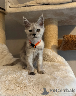 Photo №4. I will sell maine coon in the city of Bellingham. private announcement - price - negotiated