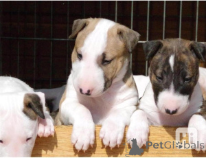 Photo №1. bull terrier - for sale in the city of Aizlingen | 471$ | Announcement № 150217
