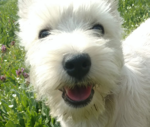 Additional photos: West Highland puppies from an import manufacturer, grandson of the World