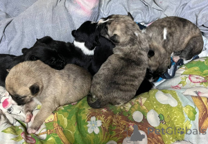 Photo №1. american staffordshire terrier - for sale in the city of Samara | 101$ | Announcement № 139447