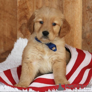 Photo №3. Adorable golden retriever puppies available now for sell. Germany