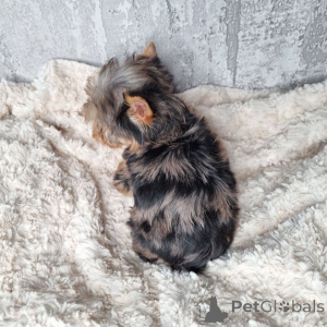 Photo №4. I will sell yorkshire terrier in the city of Berlin. private announcement, from the shelter - price - 568$