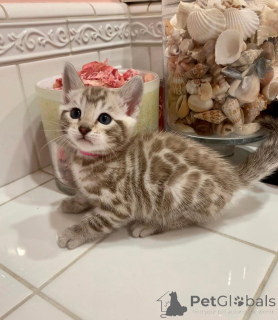 Photo №1. bengal cat - for sale in the city of Vernier | 706$ | Announcement № 152623