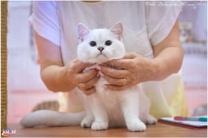 Photo №4. I will sell british shorthair in the city of Cherkessk. from nursery - price - 900$