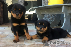 Photo №1. rottweiler - for sale in the city of Warsaw | 317$ | Announcement № 57362