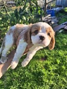 Photo №2 to announcement № 175524 for the sale of american cocker spaniel, english cocker spaniel, english springer spaniel, welsh springer spaniel, irish water spaniel, spanish water dog, spanisch mastiff, cavalier king charles spaniel, cavalier king charles spaniel, clumber spaniel, russian spaniel, tibetan spaniel - buy in Estonia private announcement, from nursery, breeder