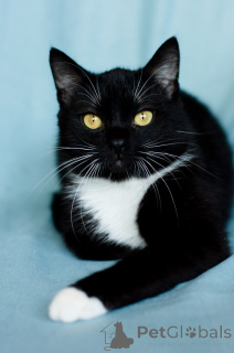 Photo №4. I will sell  in the city of Minsk. private announcement - price - Is free