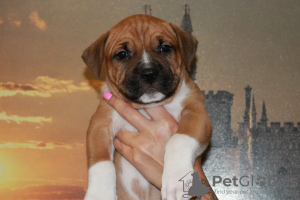 Photo №2 to announcement № 55080 for the sale of american staffordshire terrier - buy in Russian Federation breeder