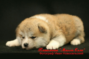 Photo №3. Reserve Akita Inu puppies. Date of birth 04/12/2019 Okra red.. Russian Federation