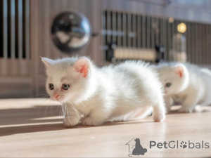 Photo №1. munchkin - for sale in the city of Vadutz | 329$ | Announcement № 152070