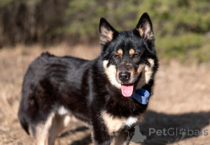 Photo №4. I will sell non-pedigree dogs in the city of Moscow river. private announcement - price - Is free