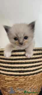 Photo №1. ragdoll - for sale in the city of Handewitt | 132$ | Announcement № 148561