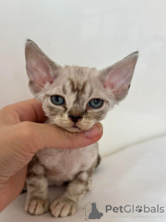 Photo №4. I will sell devon rex in the city of New York. breeder - price - 600$