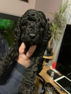 Photo №1. poodle (toy) - for sale in the city of Bosanska Krupa | 300$ | Announcement № 63499