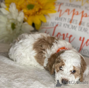 Photo №3. Cavachon Puppies Gentle and Affectionate Companions. Netherlands