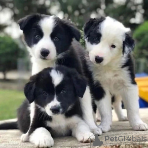 Photo №1. border collie - for sale in the city of Berlin | Is free | Announcement № 90405