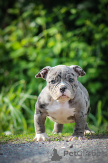 Photo №2 to announcement № 104063 for the sale of american bully - buy in Belarus from nursery