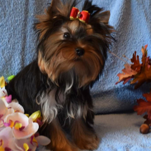 Photo №2 to announcement № 2662 for the sale of yorkshire terrier - buy in Belarus breeder
