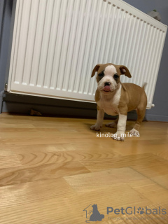 Photo №2 to announcement № 133460 for the sale of american bully - buy in Serbia private announcement, from nursery, breeder