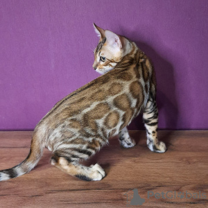 Photo №1. bengal cat - for sale in the city of Nizhny Novgorod | 700$ | Announcement № 12730