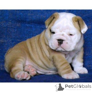 Photo №1. english bulldog - for sale in the city of Malmo | negotiated | Announcement № 175067