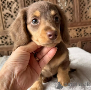 Photo №1. dachshund - for sale in the city of Helsinki | 568$ | Announcement № 159466