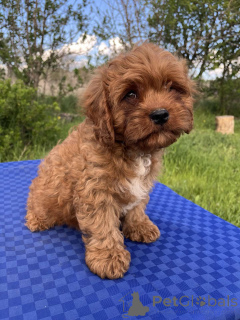 Photo №3. Cavapo Cavapoo. Ukraine