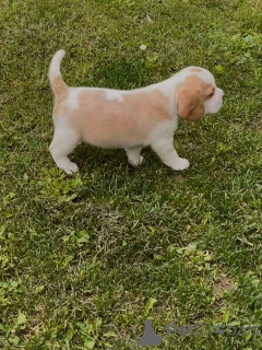 Photo №3. Beagle puppy. Serbia