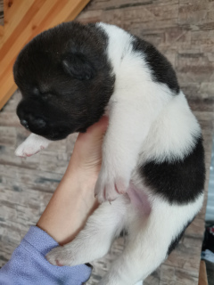 Photo №4. I will sell american akita in the city of Anapa. from nursery - price - 792$