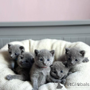 Photo №1. russian blue - for sale in the city of Frankfurt | 361$ | Announcement № 172328