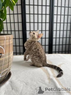 Photo №2 to announcement № 25656 for the sale of bengal cat - buy in Germany private announcement, from nursery, breeder