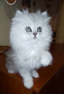 Photo №1. british longhair, persian cat, scottish straight - for sale in the city of Dnipro | 190$ | Announcement № 4218