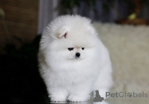 Photo №2 to announcement № 135345 for the sale of pomeranian - buy in Germany private announcement