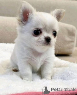 Photo №3. Veterinian examination  Puppy crate trained  Health certificate  Health. Australia