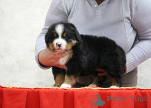 Photo №2 to announcement № 138652 for the sale of bernese mountain dog - buy in Russian Federation breeder