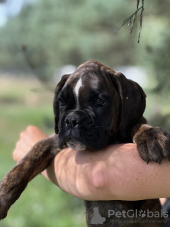 Photo №4. I will sell boxer in the city of Opole. breeder - price - 1057$